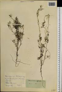 Descurainia sophioides (Fisch. ex Hook.) O.E. Schulz, Siberia, Central Siberia (S3) (Russia)