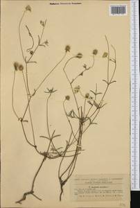 Lomelosia argentea (L.) Greuter & Burdet, Western Europe (EUR) (Romania)