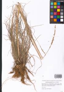 Koeleria pyramidata subsp. pyramidata, Eastern Europe, Moscow region (E4a) (Russia)