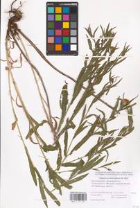 Centaurea trichocephala M. Bieb. ex Willd., Eastern Europe, Rostov Oblast (E12a) (Russia)