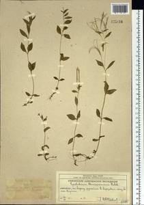 Epilobium hornemannii Rchb., Siberia, Chukotka & Kamchatka (S7) (Russia)