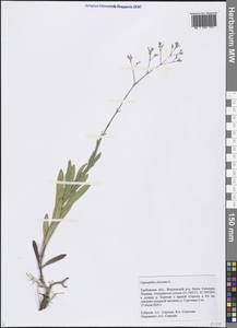 Gypsophila altissima L., Eastern Europe, Central forest-and-steppe region (E6) (Russia)