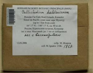 Callicladium haldaneanum (Grev.) H.A. Crum, Bryophytes, Bryophytes - Russian Far East (excl. Chukotka & Kamchatka) (B20) (Russia)