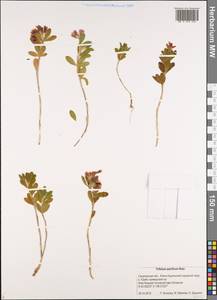 Trifolium lupinaster L., Siberia, Russian Far East (S6) (Russia)