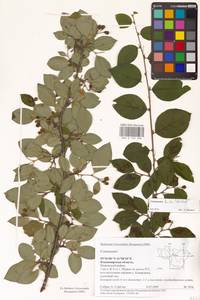 Cotoneaster acutifolius Turcz., Eastern Europe, Central region (E4) (Russia)