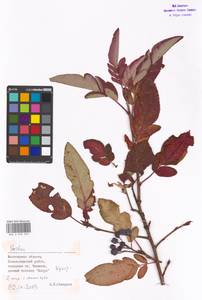 Sorbus, Eastern Europe, Moscow region (E4a) (Russia)