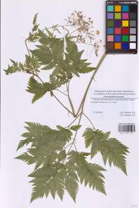 Chaerophyllum aureum L., Eastern Europe, Moscow region (E4a) (Russia)