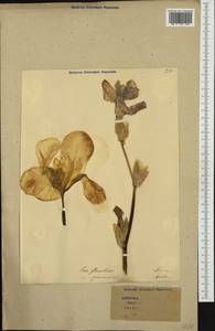 Iris germanica L., Western Europe (EUR) (Italy)