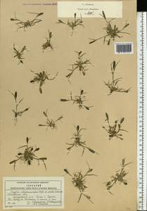 Sporobolus alopecuroides (Piller & Mitterp.) P.M.Peterson, Eastern Europe, Moscow region (E4a) (Russia)