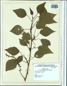 Populus nigra, Eastern Europe, Central region (E4) (Russia)