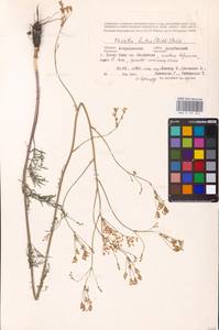 Elaeosticta lutea (Hoffm.) Kljuykov, Pimenov & Tikhom., Eastern Europe, Lower Volga region (E9) (Russia)