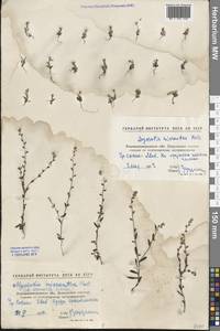 Arnebia decumbens subsp. decumbens, Eastern Europe, North Ukrainian region (E11) (Ukraine)