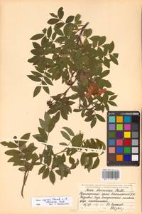 Rosa davurica × rugosa, Siberia, Russian Far East (S6) (Russia)