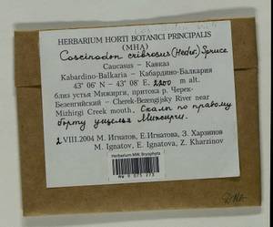 Coscinodon cribrosus (Hedw.) Spruce, Bryophytes, Bryophytes - North Caucasus & Ciscaucasia (B12) (Russia)