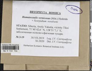 Hamatocaulis vernicosus (Mitt.) Hedenäs, Bryophytes, Bryophytes - Yakutia (B19) (Russia)