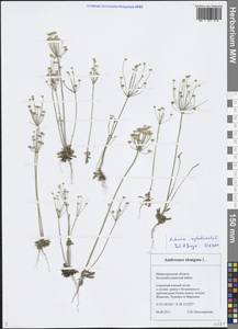 Androsace septentrionalis L., Eastern Europe, Volga-Kama region (E7) (Russia)