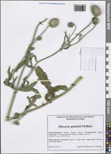 Dipsacus strigosus Willd., Siberia, Western Siberia (S1) (Russia)