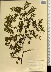 Gleditsia triacanthos L., South Asia, South Asia (Asia outside ex-Soviet states and Mongolia) (ASIA) (Iran)