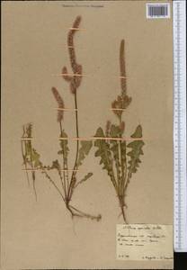 Psylliostachys spicata (Willd.) Nevski, Middle Asia, Karakum (M6) (Turkmenistan)