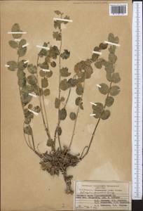 Astragalus sewertzowii, Middle Asia, Pamir & Pamiro-Alai (M2) (Tajikistan)