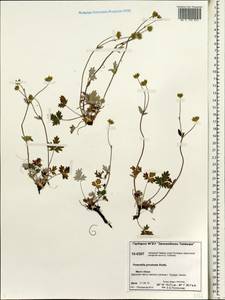 Potentilla ×prostrata Rottb., Siberia, Central Siberia (S3) (Russia)