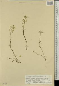 Noccaea cochleariforme (DC.) Á. Löve & D. Löve, Mongolia (MONG) (Mongolia)