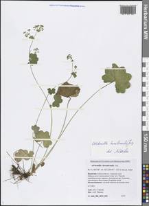 Alchemilla humilicaulis Juz., Siberia, Baikal & Transbaikal region (S4) (Russia)