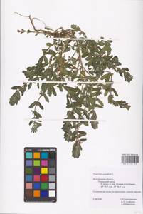 MHA 0 155 273, Teucrium scordium L., Eastern Europe, Central forest-and-steppe region (E6) (Russia)