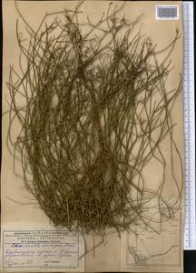 Chondrilla ambigua Fisch. ex Kar. & Kir., Middle Asia, Caspian Ustyurt & Northern Aralia (M8) (Kazakhstan)