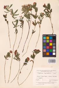 Trifolium lupinaster L., Eastern Europe, Eastern region (E10) (Russia)