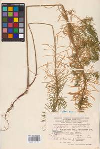 Euphorbia cyparissias L., Eastern Europe, West Ukrainian region (E13) (Ukraine)