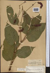 Persicaria orientalis (L.) Spach, Middle Asia, Dzungarian Alatau & Tarbagatai (M5) (Kazakhstan)