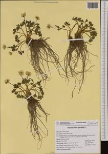 Ranunculus glacialis L., Western Europe (EUR) (Italy)