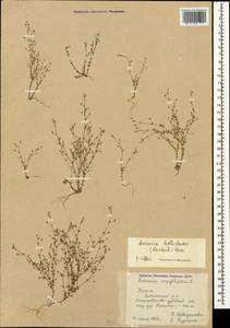 Arenaria leptoclados (Rchb.) Guss., Crimea (KRYM) (Russia)