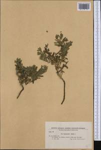 Heliotropium sibiricum (L.) J. I. M. Melo, Western Europe (EUR) (Bulgaria)