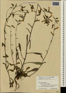 Campanula sibirica subsp. taurica (Juz.) Fed., Crimea (KRYM) (Russia)