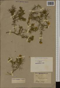 Genista hispanica L., Western Europe (EUR) (France)