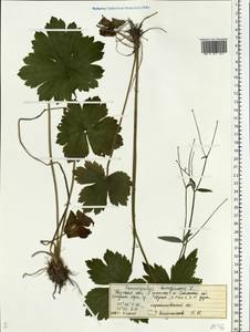 Ranunculus lanuginosus L., Eastern Europe, North-Western region (E2) (Russia)