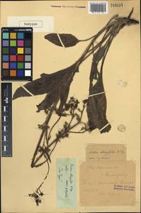 Rindera oblongifolia Popov, Unclassified
