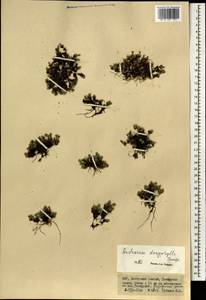 Androsace villosa var. dasyphylla (Bunge) Kar. & Kir., Mongolia (MONG) (Mongolia)