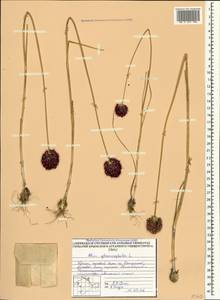 Allium sphaerocephalon L., Crimea (KRYM) (Russia)
