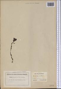 Monotropa uniflora L., America (AMER) (United States)