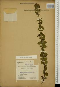 Origanum vulgare L., Caucasus, Abkhazia (K4a) (Abkhazia)