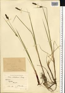 Carex adelostoma V.I.Krecz., Eastern Europe, Northern region (E1) (Russia)