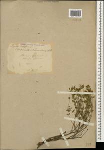 Thymus nummularius M.Bieb., Caucasus, Turkish Caucasus (NE Turkey) (K7) (Turkey)