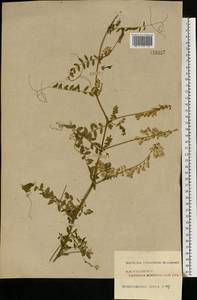 Vicia sylvatica L., Eastern Europe, Central forest region (E5) (Russia)