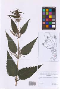 Urtica dioica L., Eastern Europe, Moscow region (E4a) (Russia)