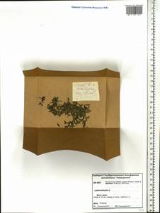Lemna trisulca L., Siberia, Central Siberia (S3) (Russia)