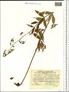 Adenophora sublata Kom., Siberia, Russian Far East (S6) (Russia)