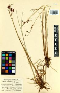 Carex limosa L., Siberia, Baikal & Transbaikal region (S4) (Russia)